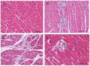 Heart tissue images