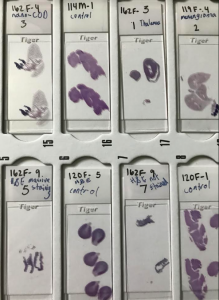 Picture of cell samples.