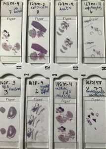 Picture of cell samples.