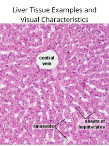 Image of a liver tissue cell