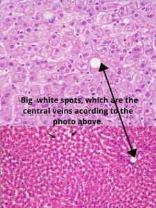 Image of a liver tissue cell