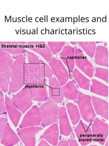 Image of a muscle cell