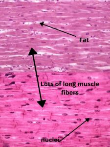 Image of a muscle cell