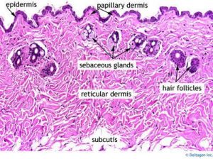 Skin tissue image