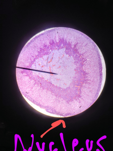 Nucleus from a Tiger Cell sample.