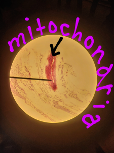 Mitochondria in the Tiger Cell sample.